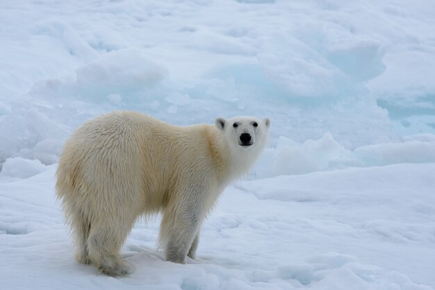 Orso polare sul ghiaccio