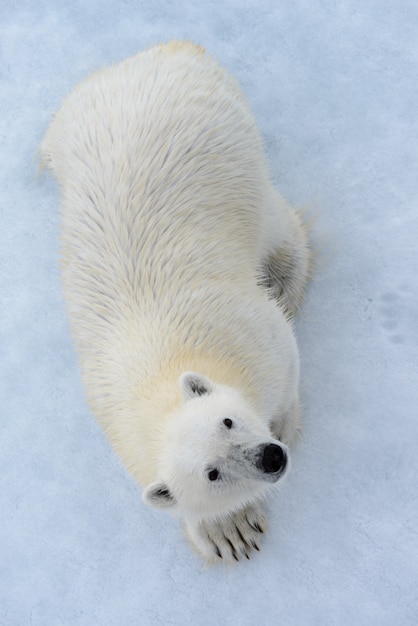 Orso polare sul ghiaccio