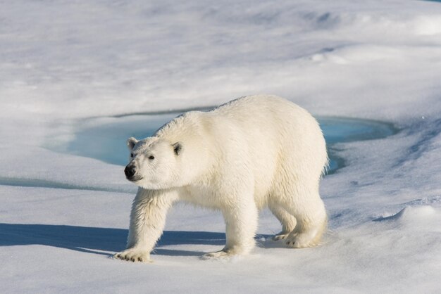 Orso polare sul pacchetto di ghiaccio