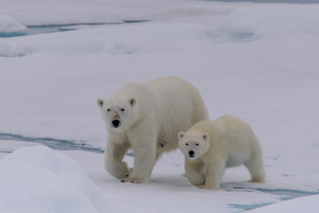 Orso polare (Ursus maritimus) madre e cucciolo sul branco di ghiaccio, a nord della Norvegia artica delle Svalbard