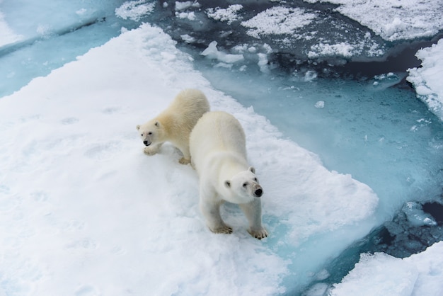 Orso polare (Ursus maritimus) madre e cucciolo sul branco di ghiaccio, a nord della Norvegia artica delle Svalbard