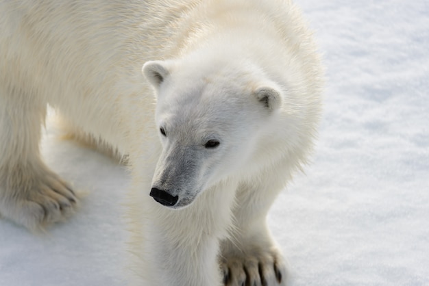 Orso polare (Ursus maritimus) sul branco di ghiaccio a nord dell'isola di Spitsbergen, Svalbard, Norvegia, Scandinavia, Europa