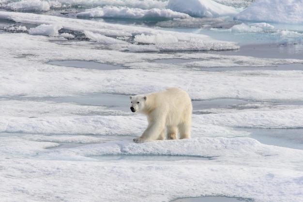 Orso polare Ursus maritimus sulla banchisa a nord dell'isola di Spitsbergen Svalbard Norvegia Scandinavia Europa