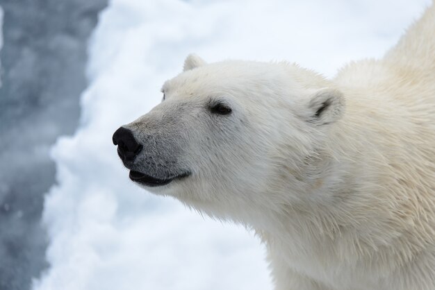 Orso polare