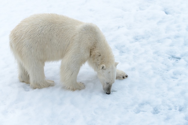 Orso polare