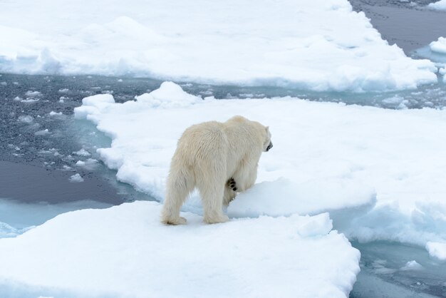 Orso polare