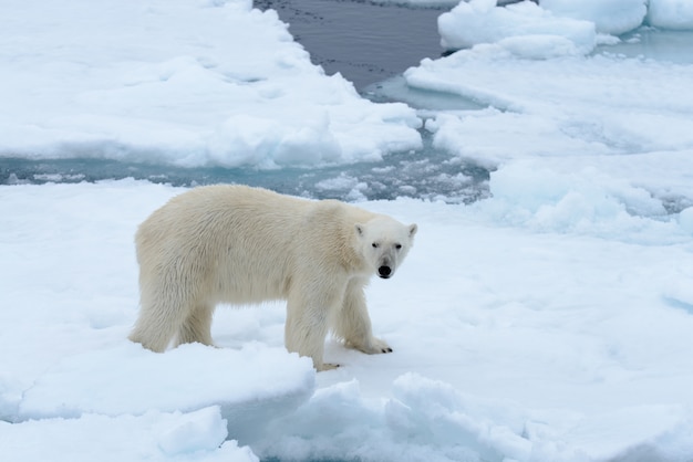 Orso polare