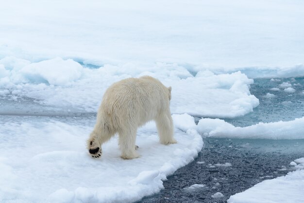 Orso polare