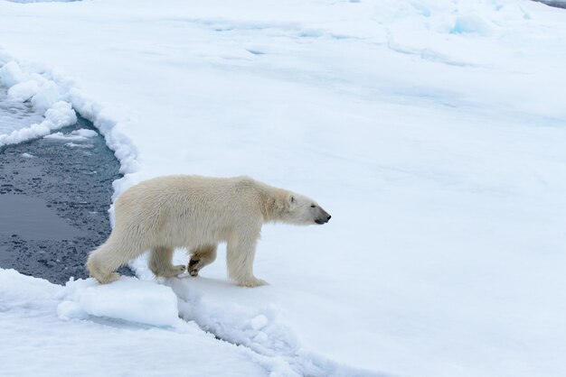 Orso polare