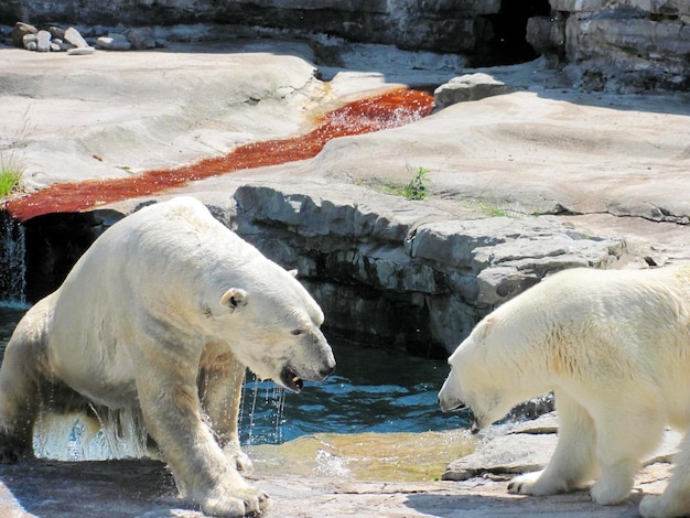 Orso polare