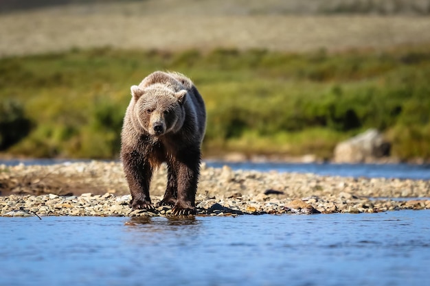 Orso sulla riva del fiume