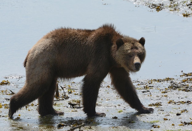 Orso sulla riva