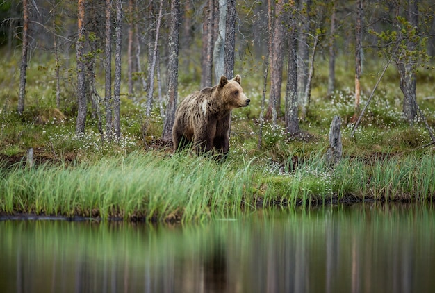 Orso vicino a un lago della foresta con la riflessione su uno sfondo bellissimo bosco