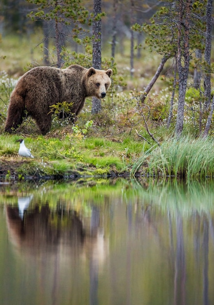 Orso vicino a un lago della foresta con la riflessione su uno sfondo bellissimo bosco