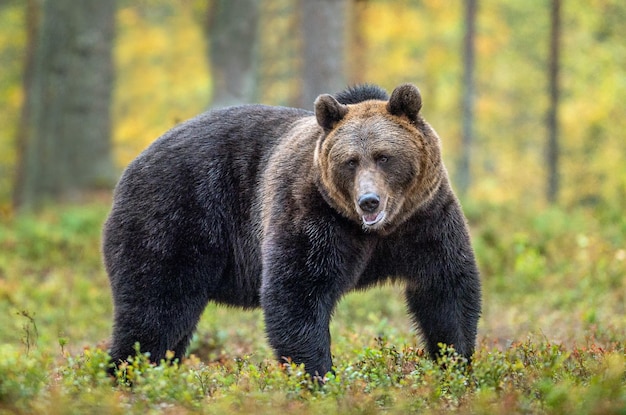 Orso vicino alle piante a terra nella foresta