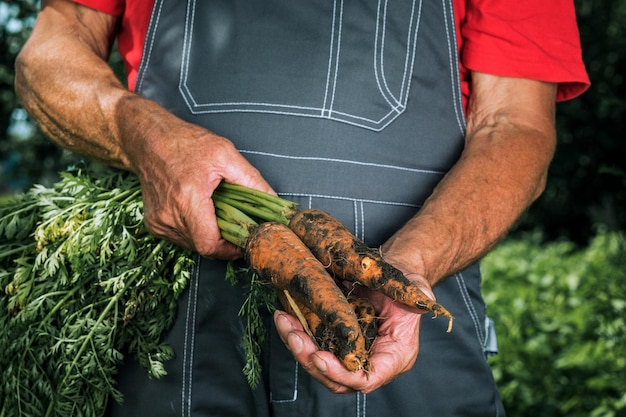 Ortaggi biologici Carote fresche biologiche nelle mani degli agricoltori Raccolta delle carote raccolto autunnale