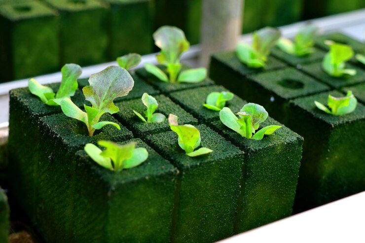Foto ortaggio biologico fresco in idroponica senza terreno orto innovazione per il concetto di vita