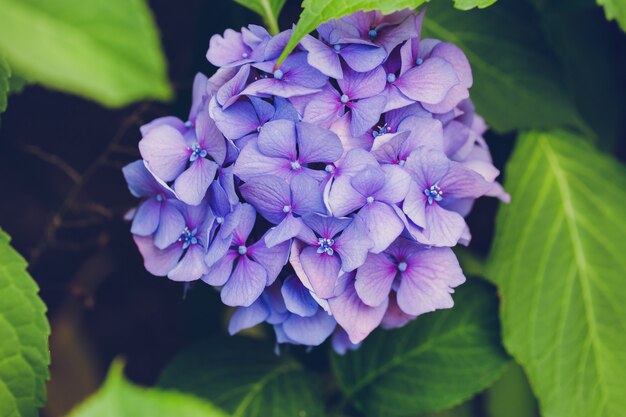 Ortensia blu in fiore o hortensia