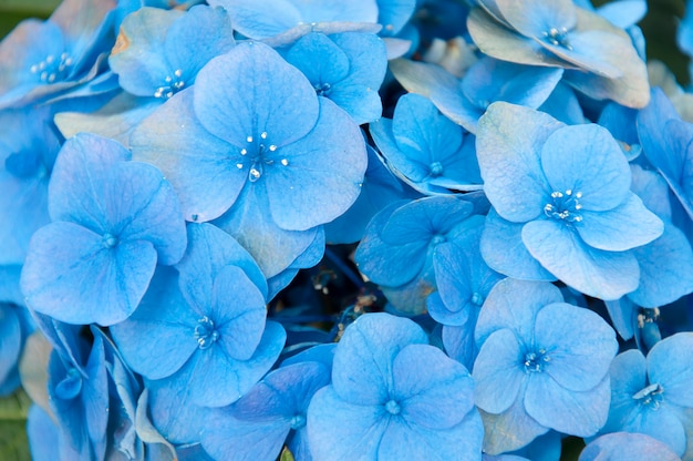 Ortensia blu nella fine del giardino su