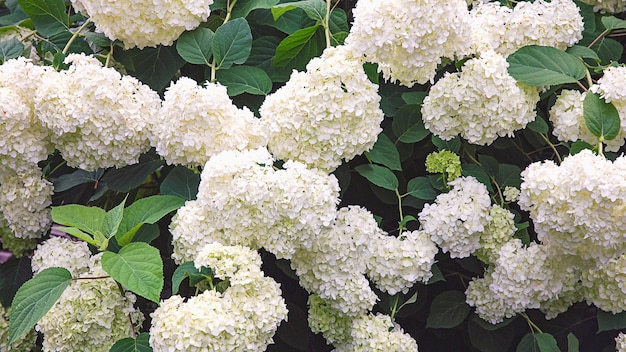 Ortensia da giardino bianca che fiorisce nel giardino estivo