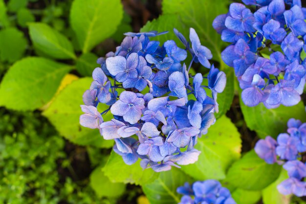 Ortensia di fioritura blu nel giardino. Sfondo della natura