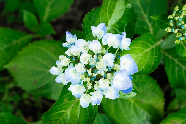 Ortensia di fioritura nel giardino