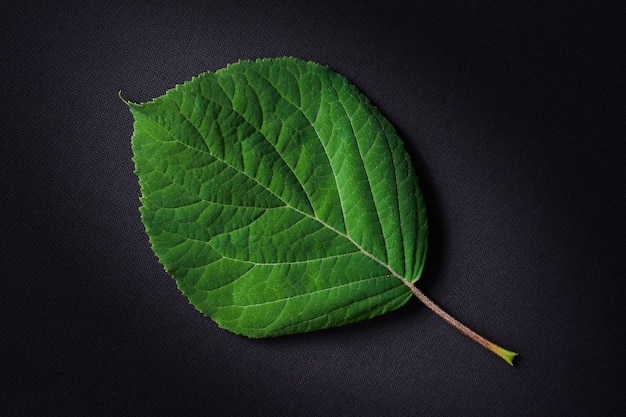 Ortensia foglia verde su uno spazio buio