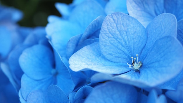 Ortensia francese e sfondo scuro. Blue Hydrangea o Hydrangea macrophylla o fiori di Hortensia da Sapporo Hokkaido in Giappone. Ortensie colorate. Macro profondità di campo per una sensazione sfocata di messa a fuoco morbida.