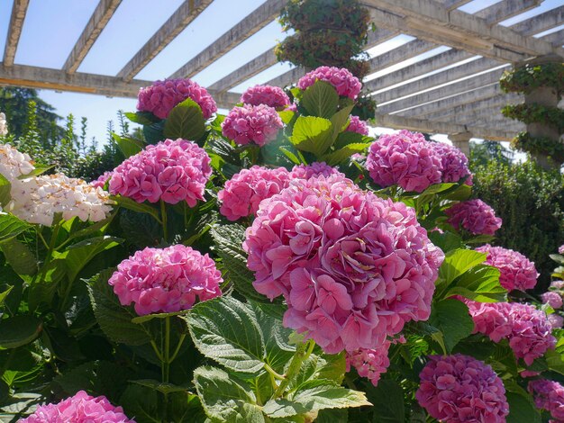 Ortensia in fiore in un giardino all'aperto