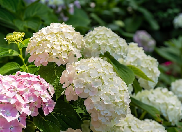 Ortensia nel giardino in un'aiuola sotto il cielo aperto Rigogliosa e deliziosa infiorescenza enorme