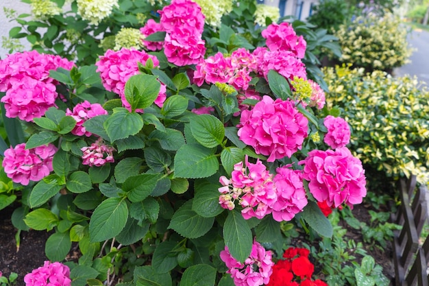 Ortensia rosa in fiore nel cortile di un edificio a più piani