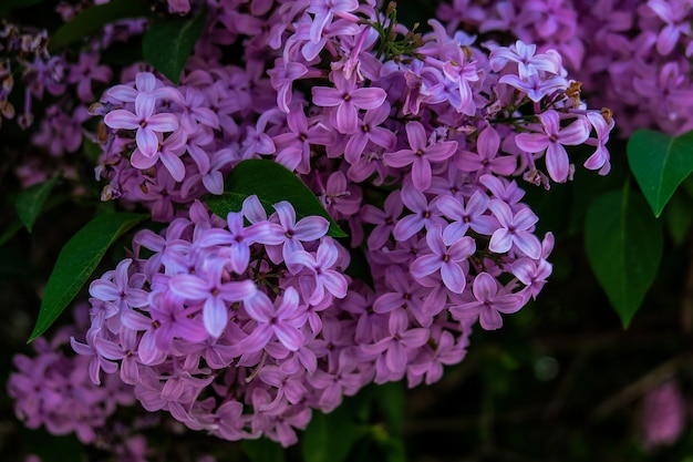 Ortensia viola nei giardini Mirabell