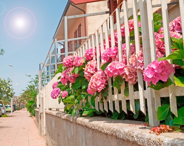 Ortensie rosa per strada in Sardegna