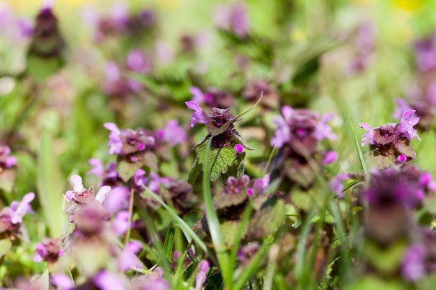 Ortica che fiorisce nella stagione primaverile con fiori viola, piante selvatiche di piante di ortica da vicino