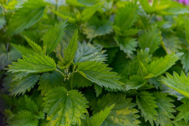 Ortica vegetale utile in natura