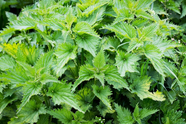 Ortica verde cespuglio, vista dall'alto. L'ortica è una pianta medicinale_