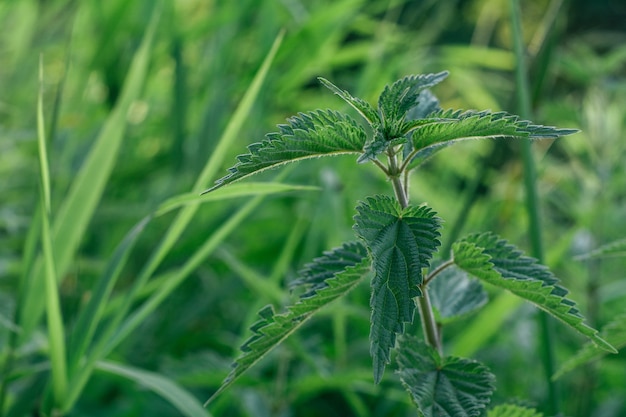 Ortica verde, su sfondo di erba sfocata