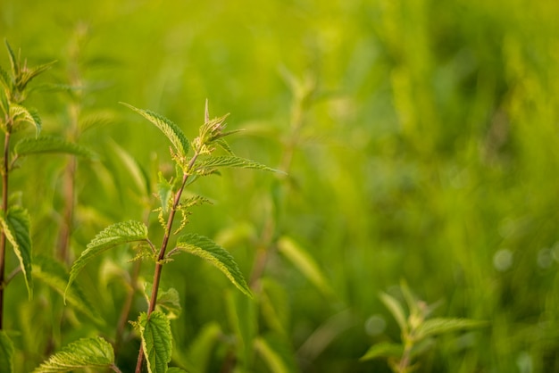 Ortica verde su sfondo di erba