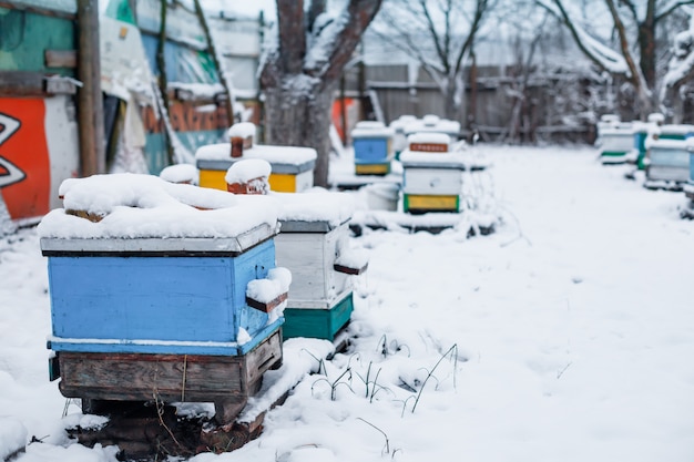 Orticaria colorata su arnia in inverno