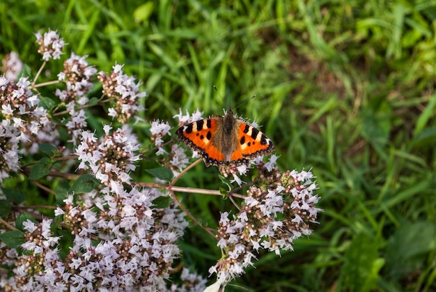 Orticaria di bella farfalla, urticae di Aglais, urticae di Nymphalis