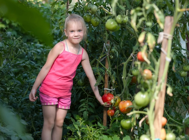 Orto - adorabile giardiniere con raccolti di pomodori maturi