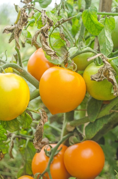 Orto con piante di pomodori gialli