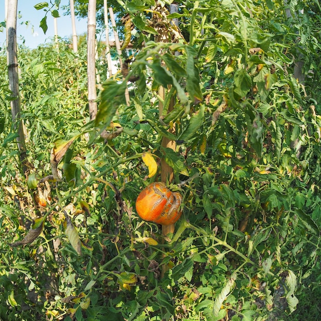 Orto con piante di pomodoro