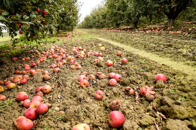 Orto delle mele Raggi di alberi e frutti della terra sotto t