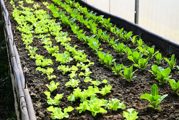 Orto di lattuga verde biologico con foglia verde piantagione di lattuga di verdure fresche Terreno agricolo vegetale orto nel giardino della serra natura di giardinaggio eco-compatibile