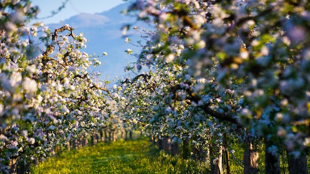 Orto di mele in fiore in primavera Macedonia Europa Mondo della bellezza