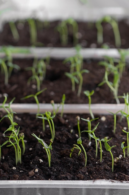 Orto e ortoPianta primaverile Cespugli germogliati di peperone Giovane pianticella