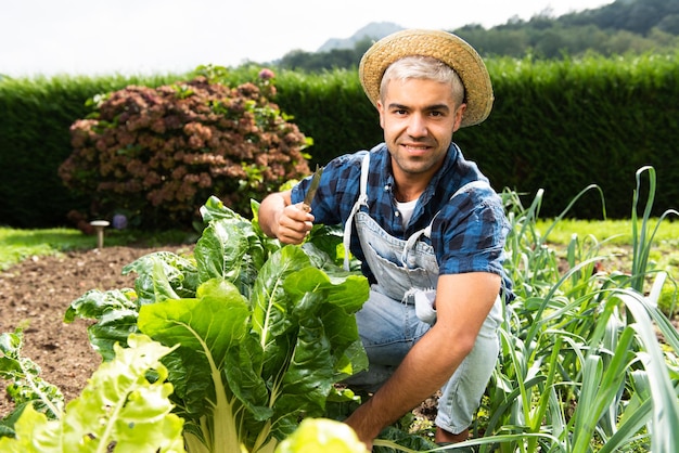 Orto uomo ispanico. Raccolta delle bietole svizzere dal giardino.