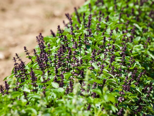 Orto vegetariano pieno di ottime verdure e fiori.