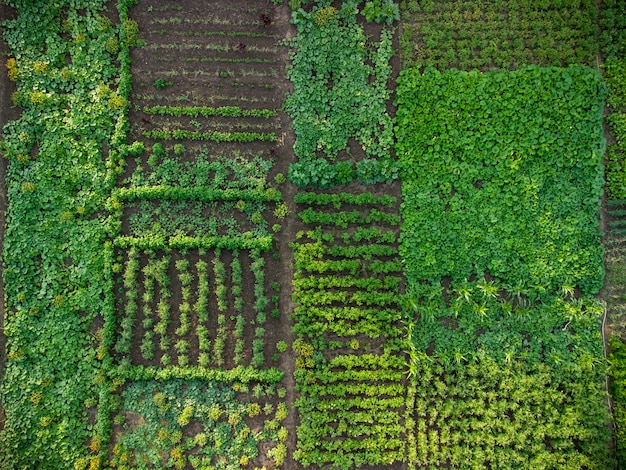 Orto verde, veduta aerea